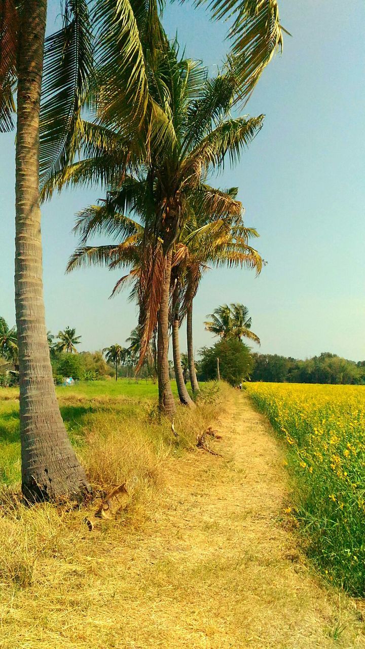 SINGLE TREE ON FIELD