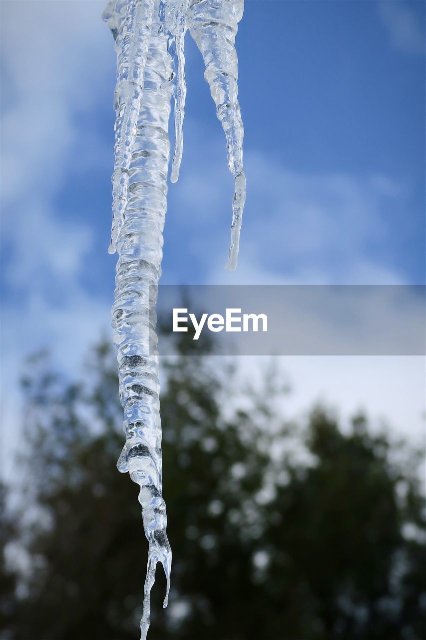 CLOSE-UP OF FROZEN PLANT