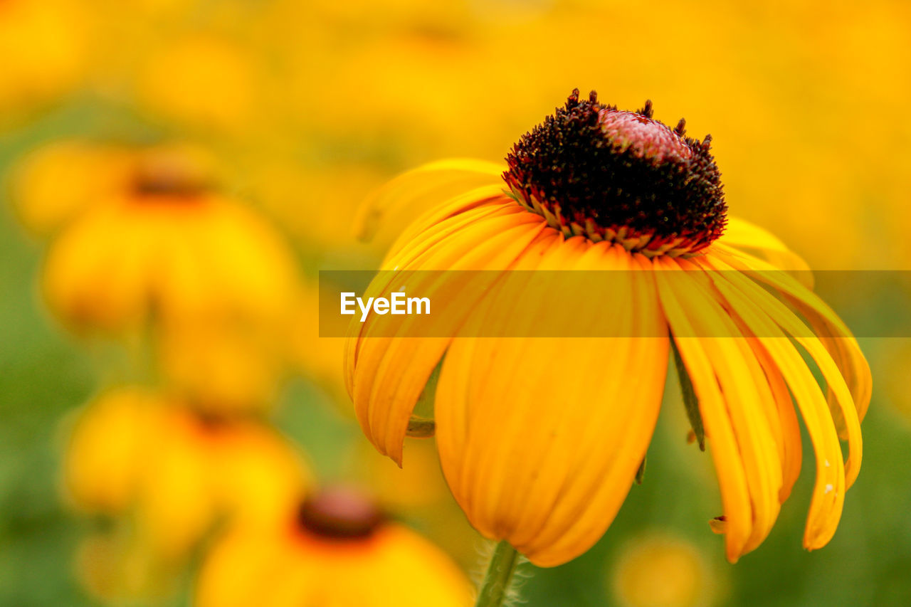 flower, flowering plant, plant, freshness, beauty in nature, yellow, flower head, close-up, fragility, petal, nature, growth, inflorescence, black-eyed susan, macro photography, focus on foreground, no people, wildflower, pollen, outdoors, botany, day, meadow, selective focus, summer, animal wildlife, springtime, insect