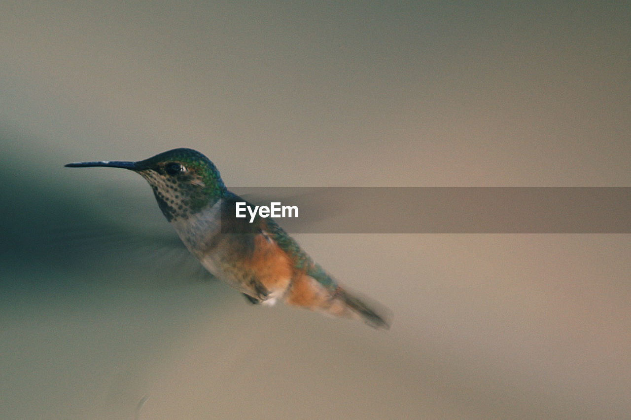 Close-up of bird flying