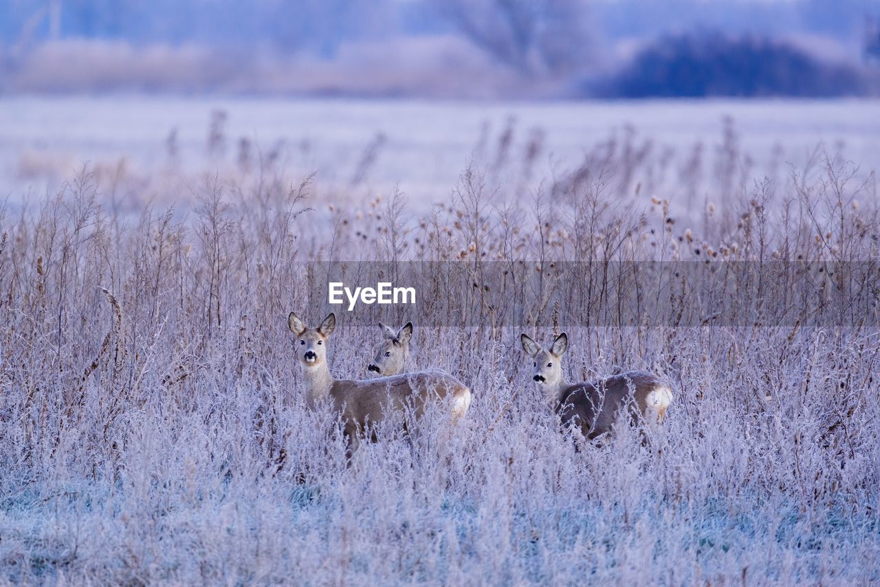 VIEW OF DEER ON FIELD DURING SUNSET