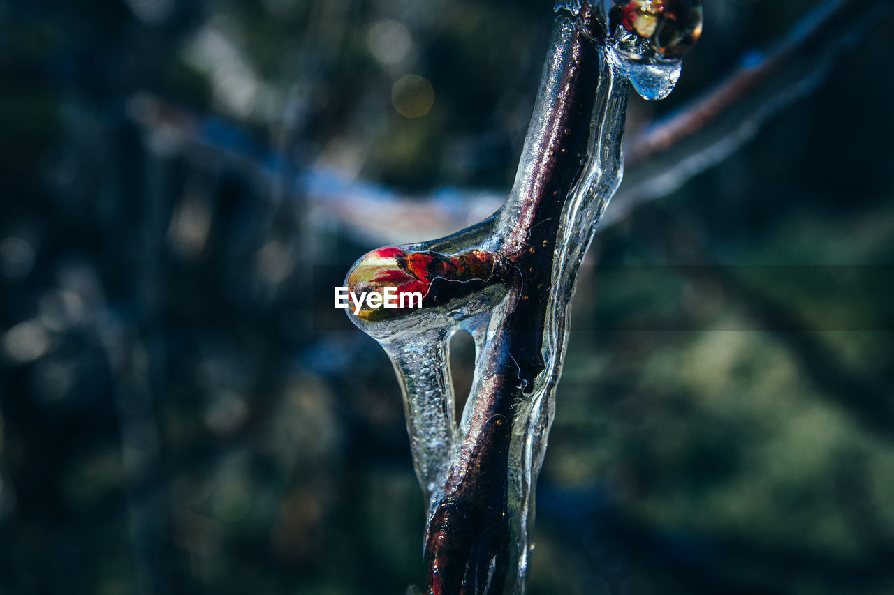 CLOSE-UP OF LEAF ON BRANCH