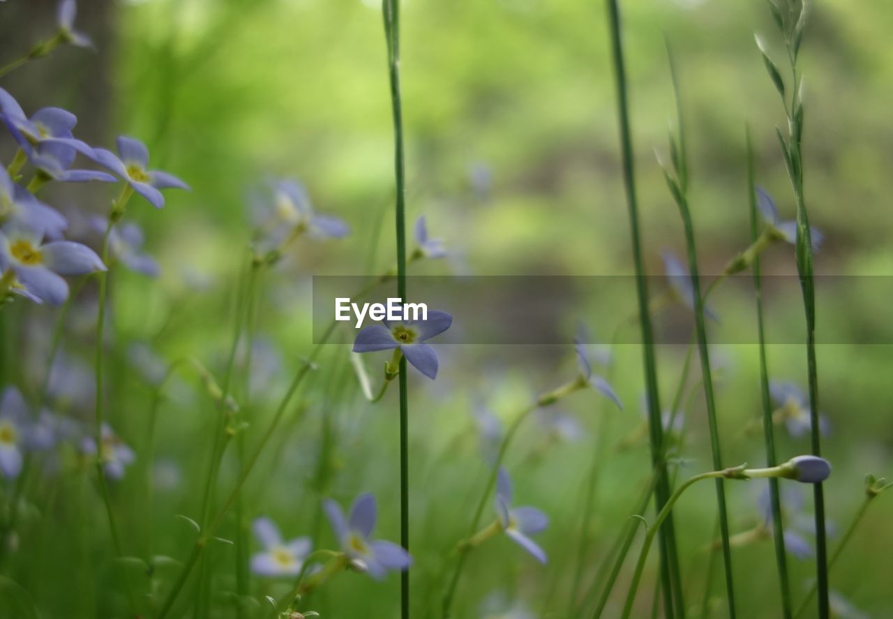 Close-up of purple flowering plants on field