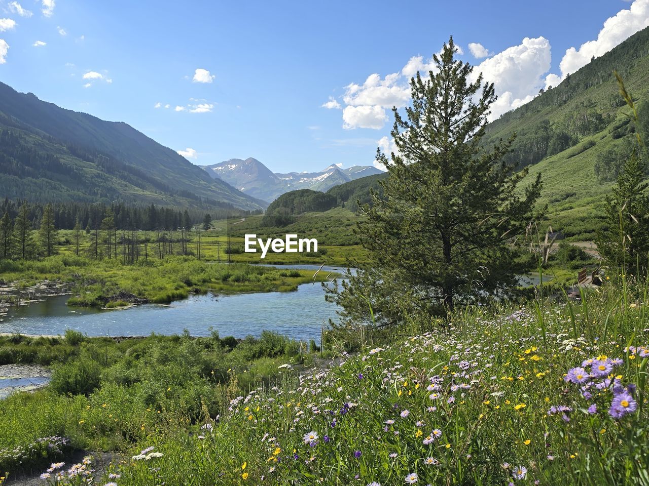 mountain, plant, meadow, wilderness, scenics - nature, beauty in nature, environment, landscape, sky, mountain range, nature, water, flower, flowering plant, land, lake, tree, plateau, tranquility, tranquil scene, wildflower, grass, pine tree, no people, coniferous tree, pinaceae, grassland, cloud, forest, travel destinations, travel, pine woodland, non-urban scene, summer, natural environment, valley, springtime, activity, green, mountain peak, plain, highland, day, outdoors, blue, walking, tourism, field, leisure activity, idyllic, ridge, freshness, holiday, vacation, rural scene, trip, sunlight, nature reserve, adventure, clear sky