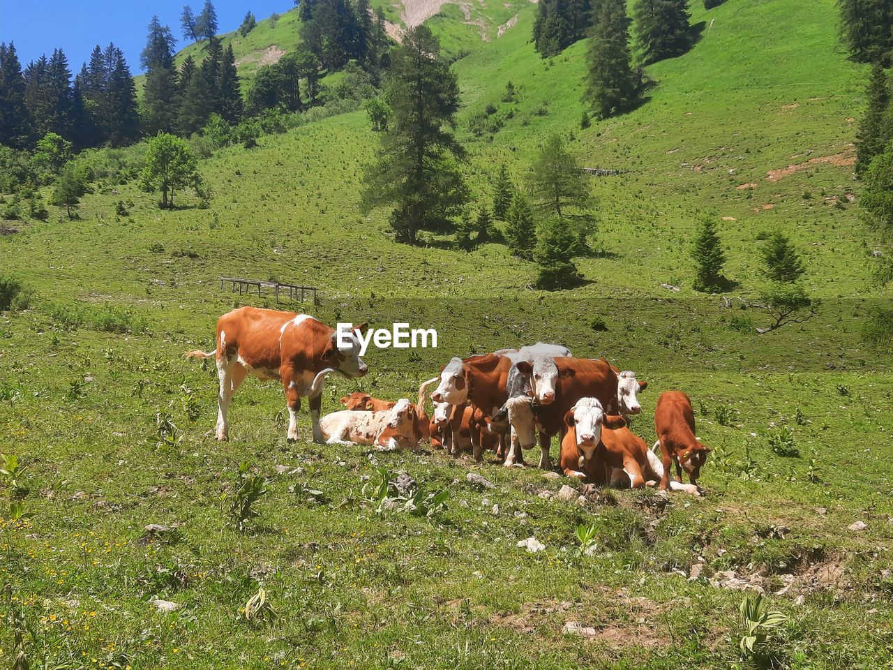 mammal, animal, pasture, animal themes, plant, domestic animals, livestock, land, group of animals, pet, field, meadow, natural environment, nature, grazing, landscape, tree, agriculture, cattle, grassland, grass, green, cow, environment, no people, rural area, wilderness, beauty in nature, growth, domestic cattle, rural scene, animal wildlife, day, herd, scenics - nature, plain, mountain, outdoors, herbivorous, non-urban scene, tranquility, sky, sunlight, prairie, farm, tranquil scene, brown