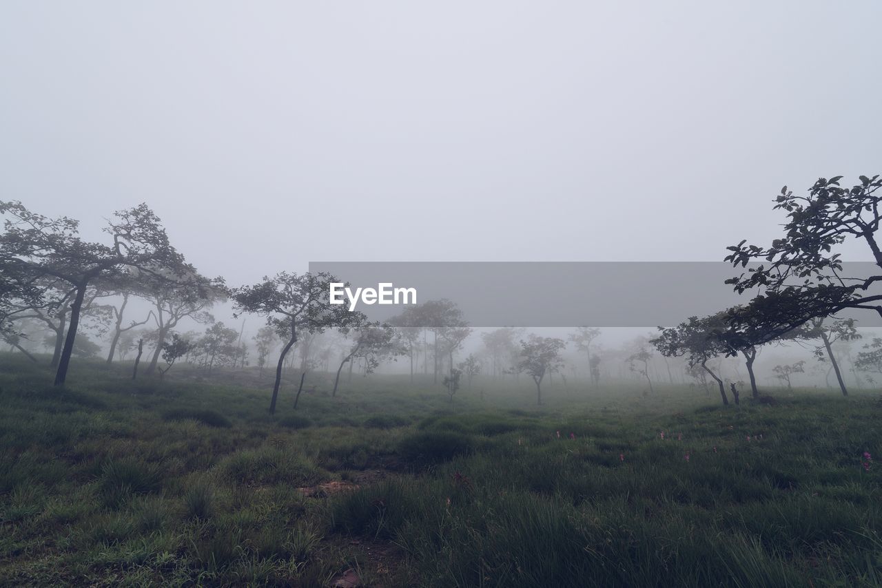 Trees on field against sky