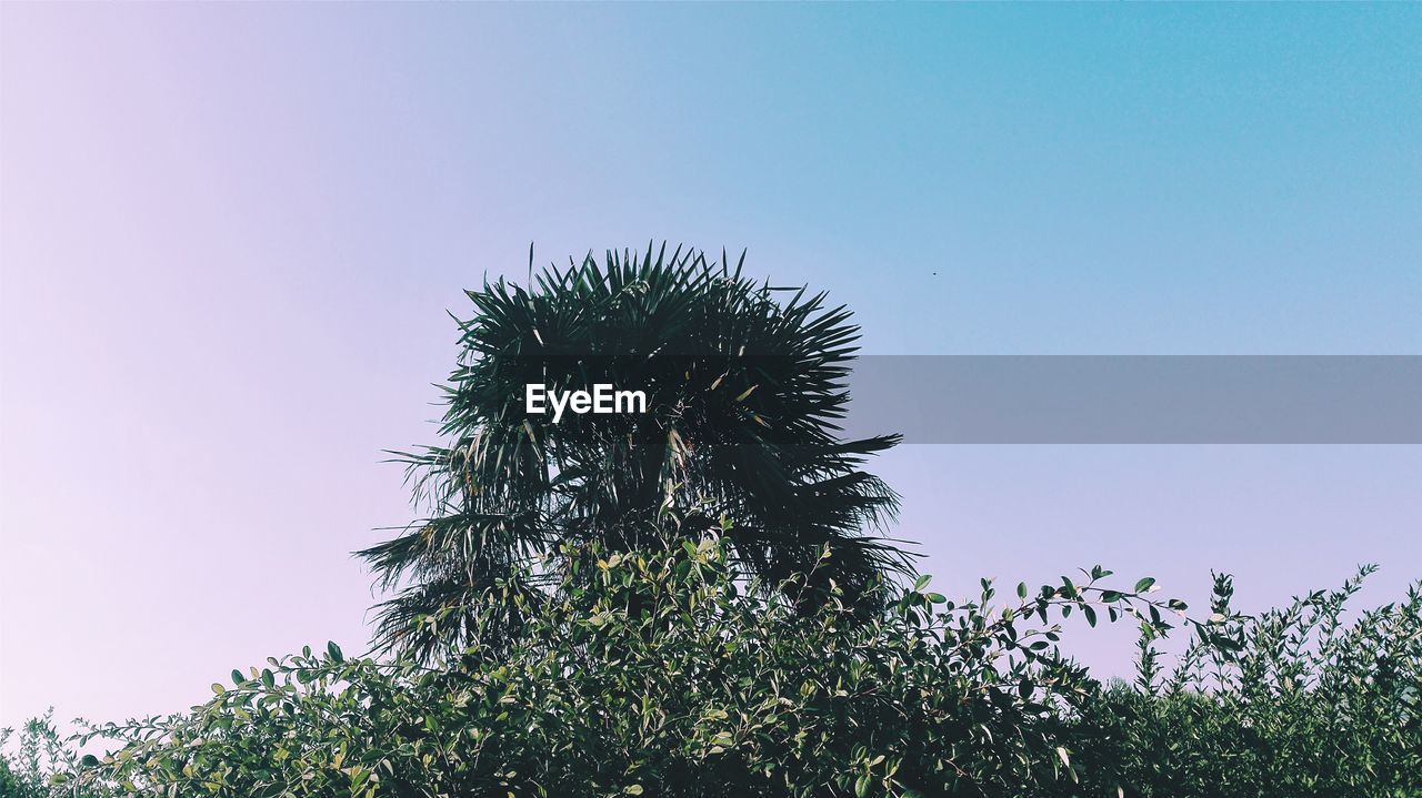 LOW ANGLE VIEW OF TREES AGAINST SKY