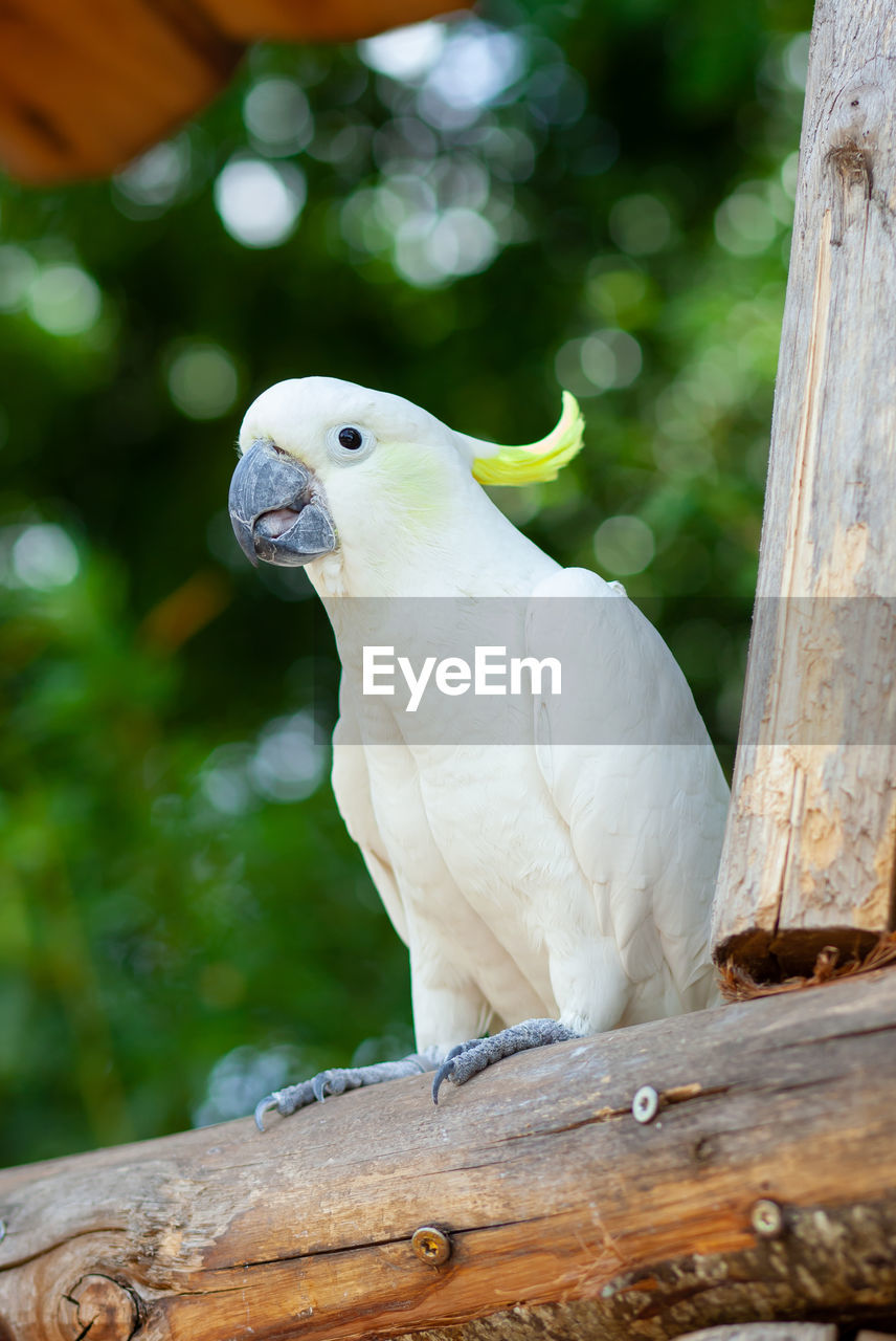 White sulphur-crested cockatoo, cacatua galerita.