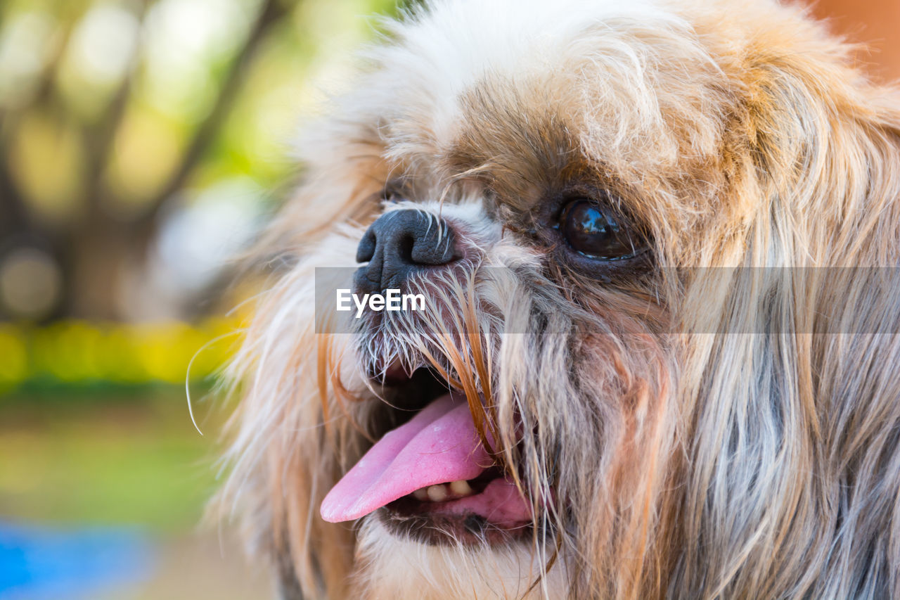 CLOSE-UP OF A DOG STICKING OUT TONGUE OUTDOORS