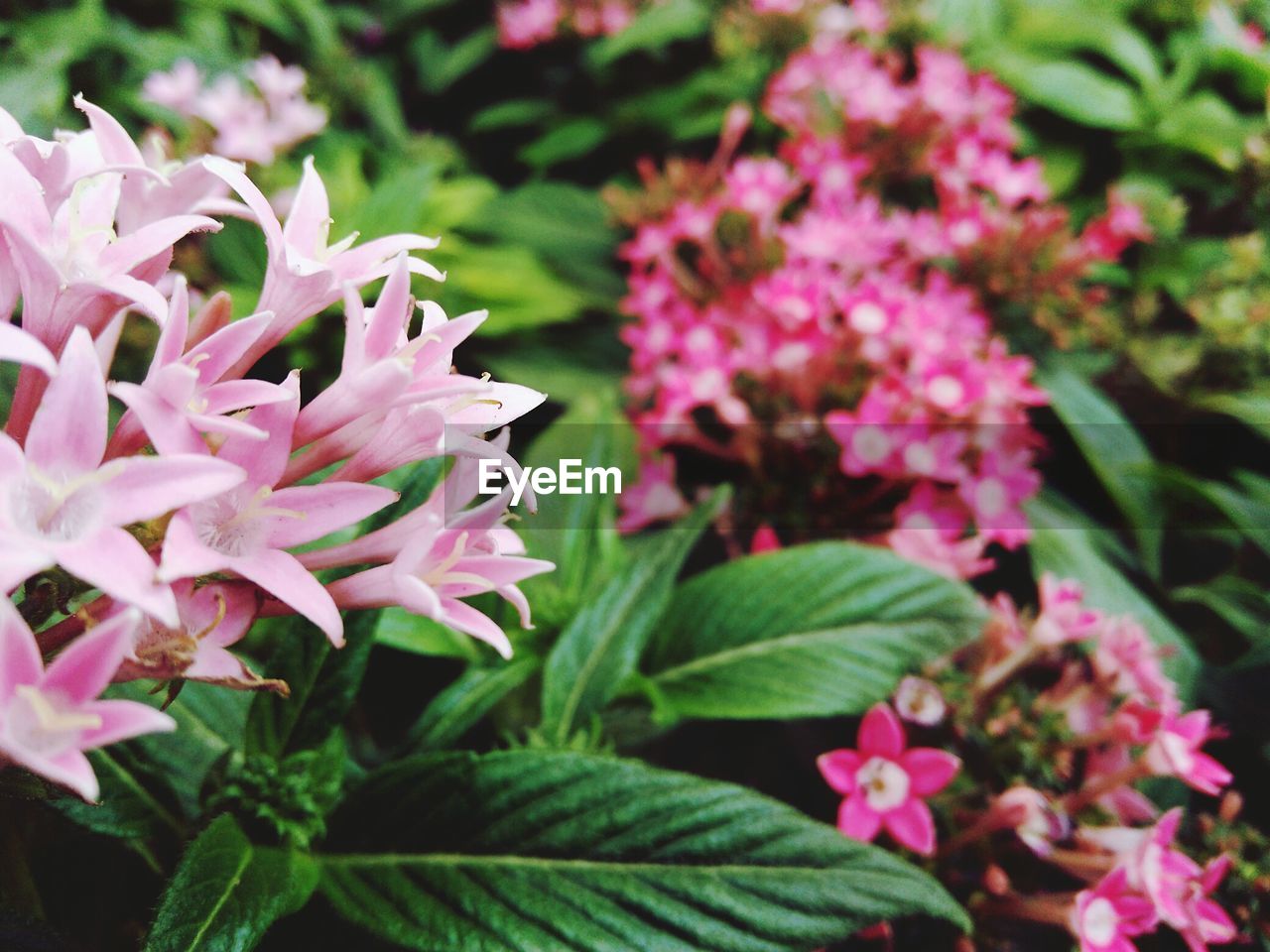 CLOSE-UP OF PINK FLOWERS BLOOMING