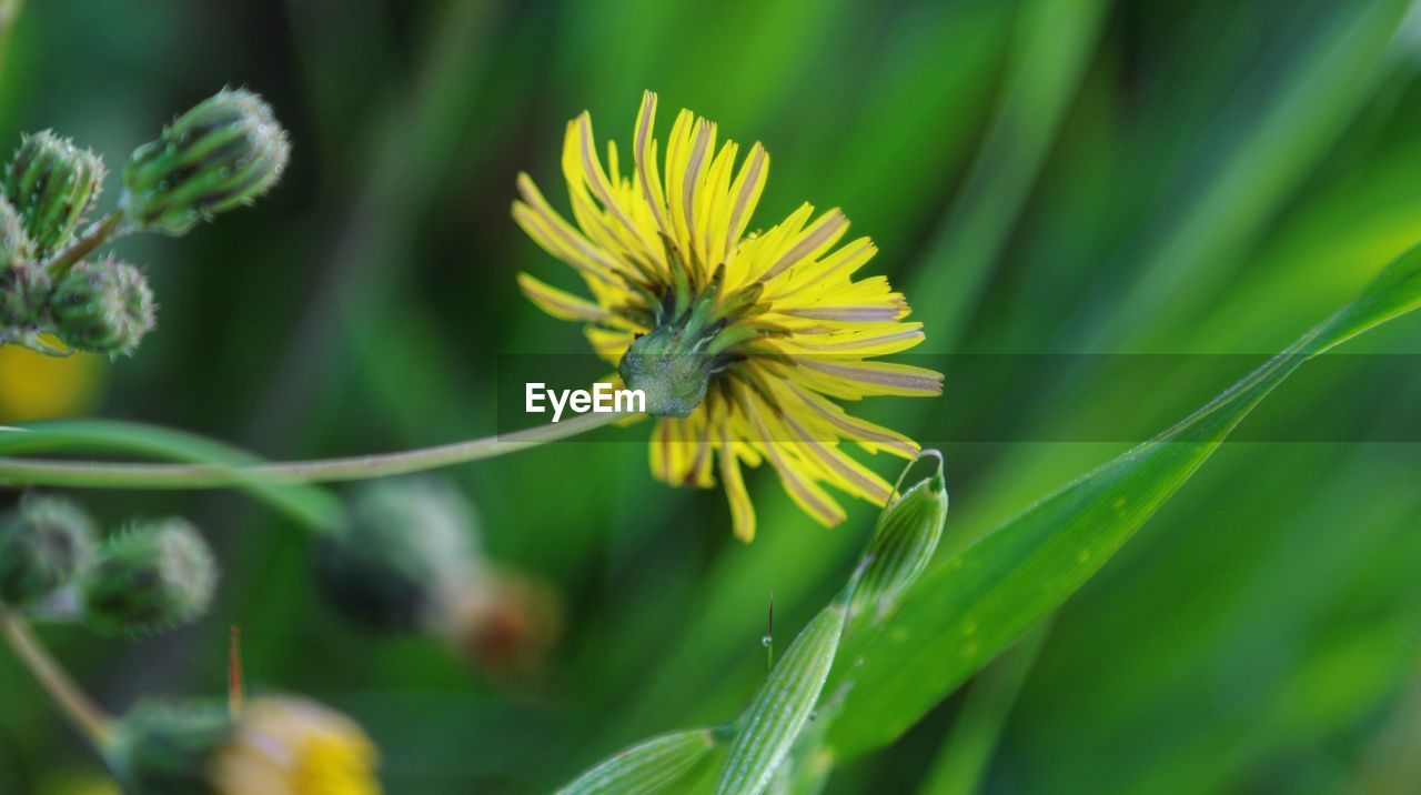 CLOSE-UP OF YELLOW FLOWERING PLANT