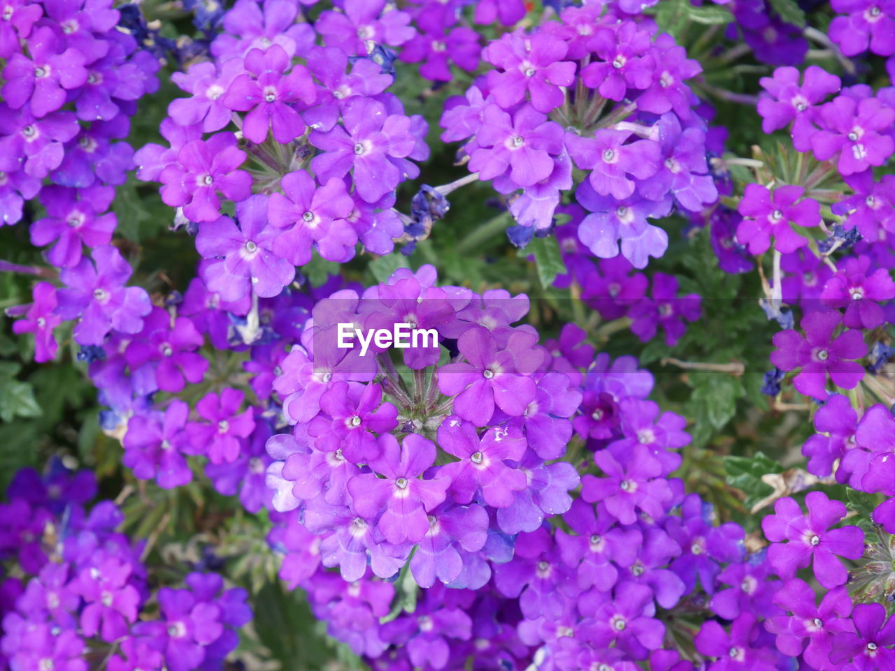 High angle view of purple flowering plants