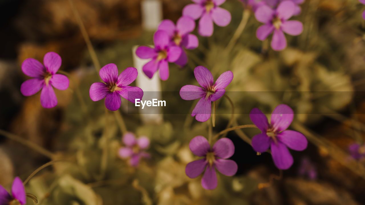 flower, flowering plant, plant, macro photography, beauty in nature, freshness, pink, petal, nature, close-up, purple, wildflower, medicine, no people, alternative medicine, healthcare and medicine, summer, food and drink, outdoors, multi colored, magenta, focus on foreground, blossom, flower head, botany, food, inflorescence, plant part, growth, leaf, selective focus, fragility, springtime, garden, environment