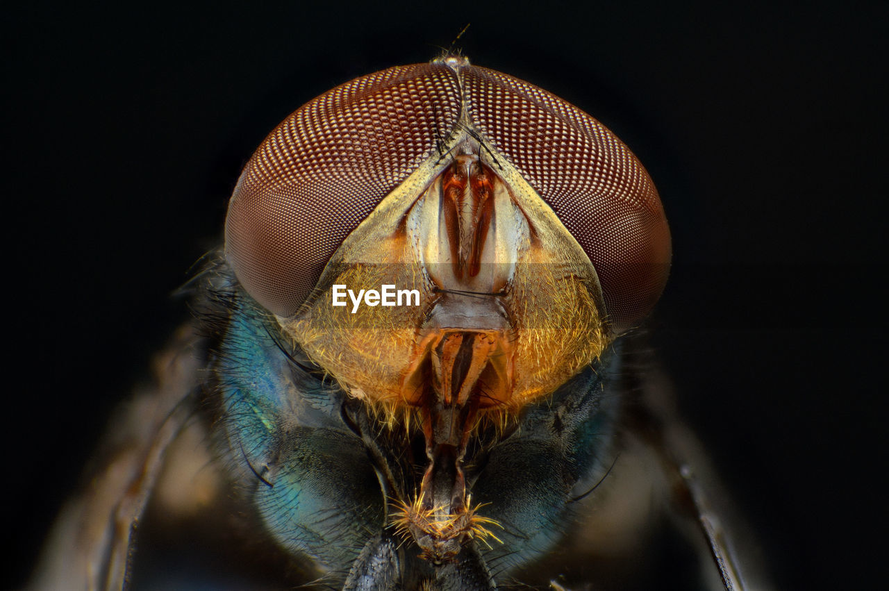 CLOSE-UP OF INSECT OVER BLACK BACKGROUND
