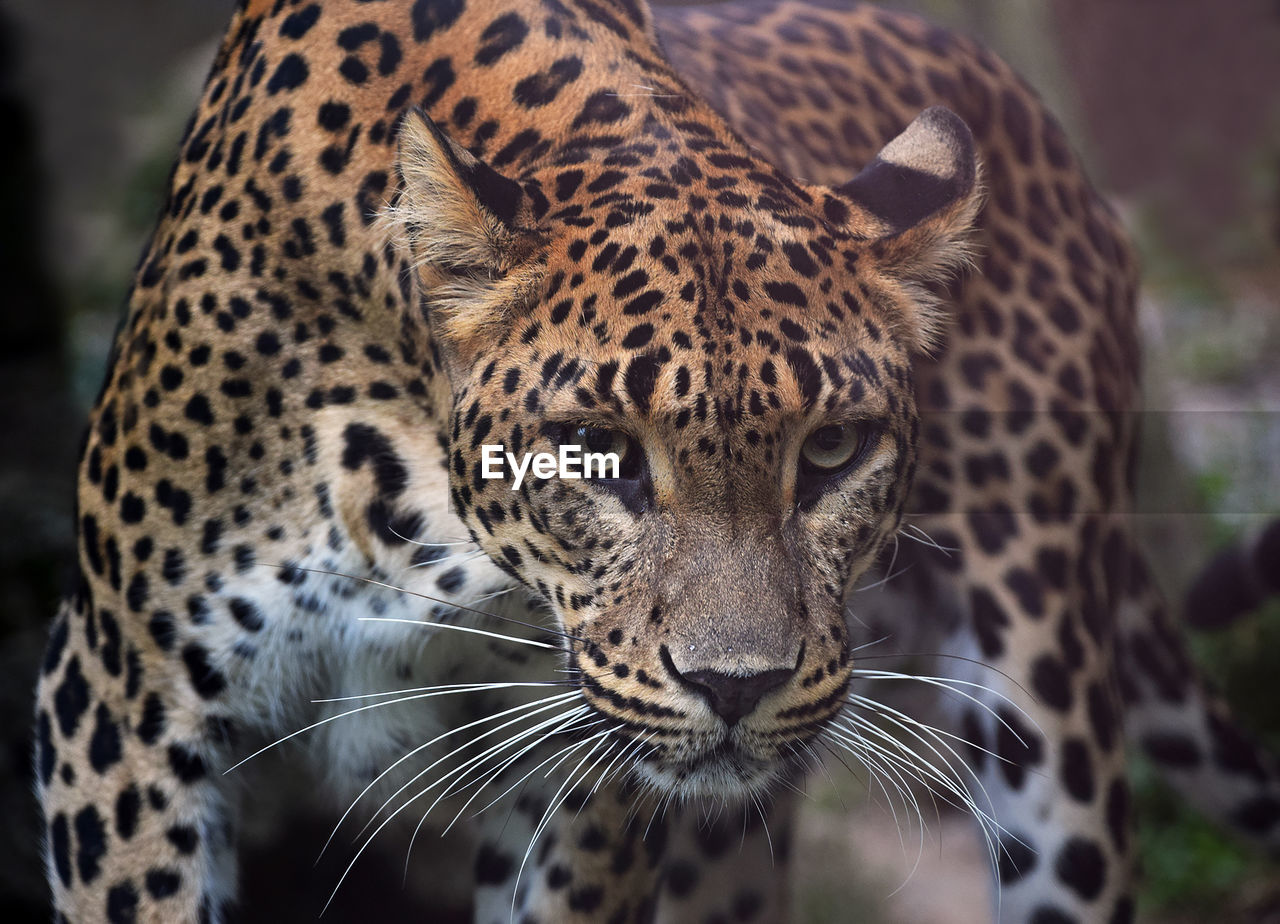 Close-up of leopard