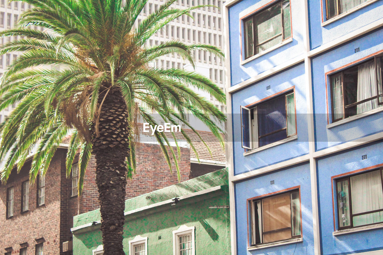 LOW ANGLE VIEW OF PALM TREE AGAINST BUILDINGS