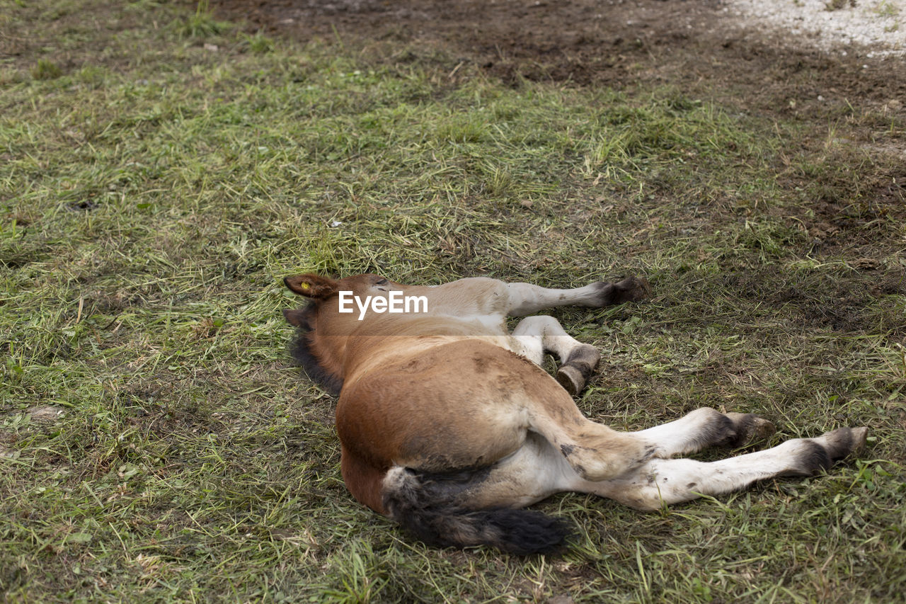 A foal is lying down on side