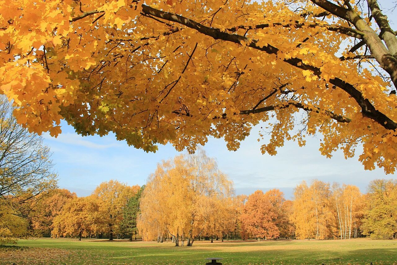 Trees on field during autumn