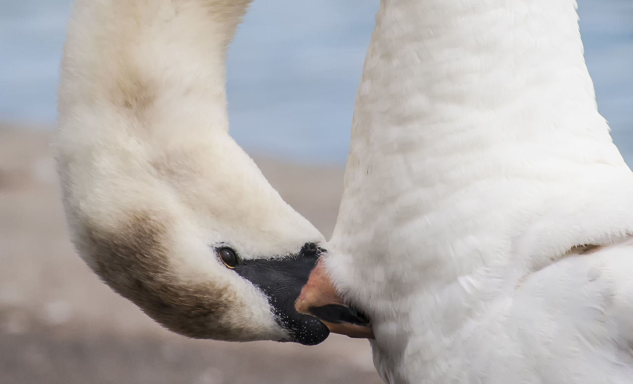 CLOSE-UP OF SWANS AGAINST WHITE WALL