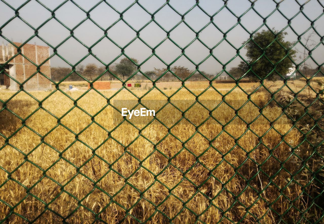 Chainlink fence on grassy field