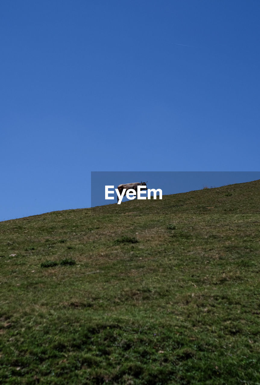 hill, mammal, sky, animal, animal themes, grass, grassland, clear sky, environment, natural environment, nature, domestic animals, blue, landscape, animal wildlife, livestock, plant, land, no people, pasture, rural area, one animal, field, prairie, plain, copy space, day, pet, horizon, plateau, meadow, scenics - nature, beauty in nature, outdoors, green, wildlife, non-urban scene, cattle, agriculture, wilderness, sunny, herbivorous