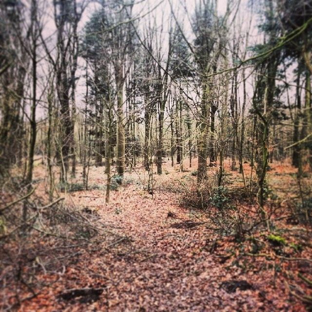 VIEW OF TREES IN FOREST