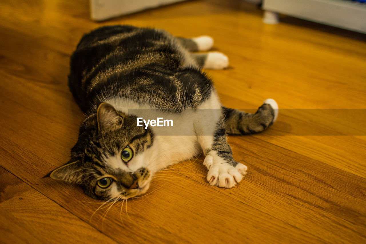 Portrait of cat lying on hardwood floor