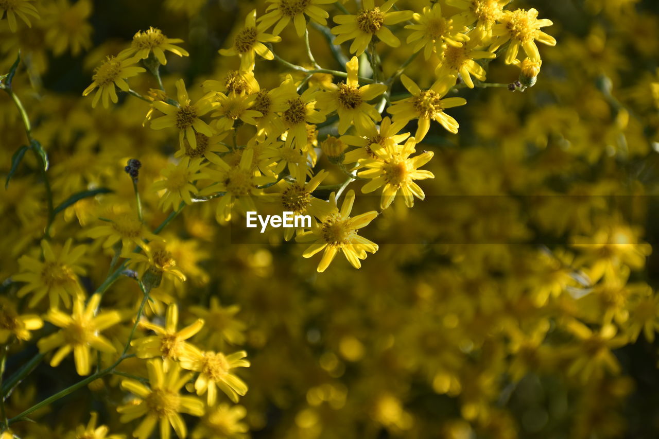 Close-up of yellow flowering plant in park