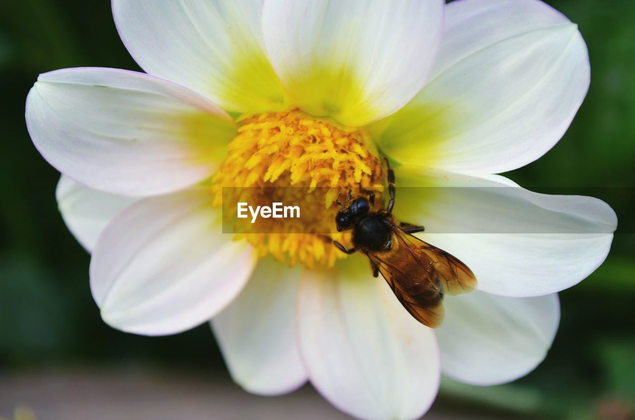 Close-up of bee pollinating on white flower