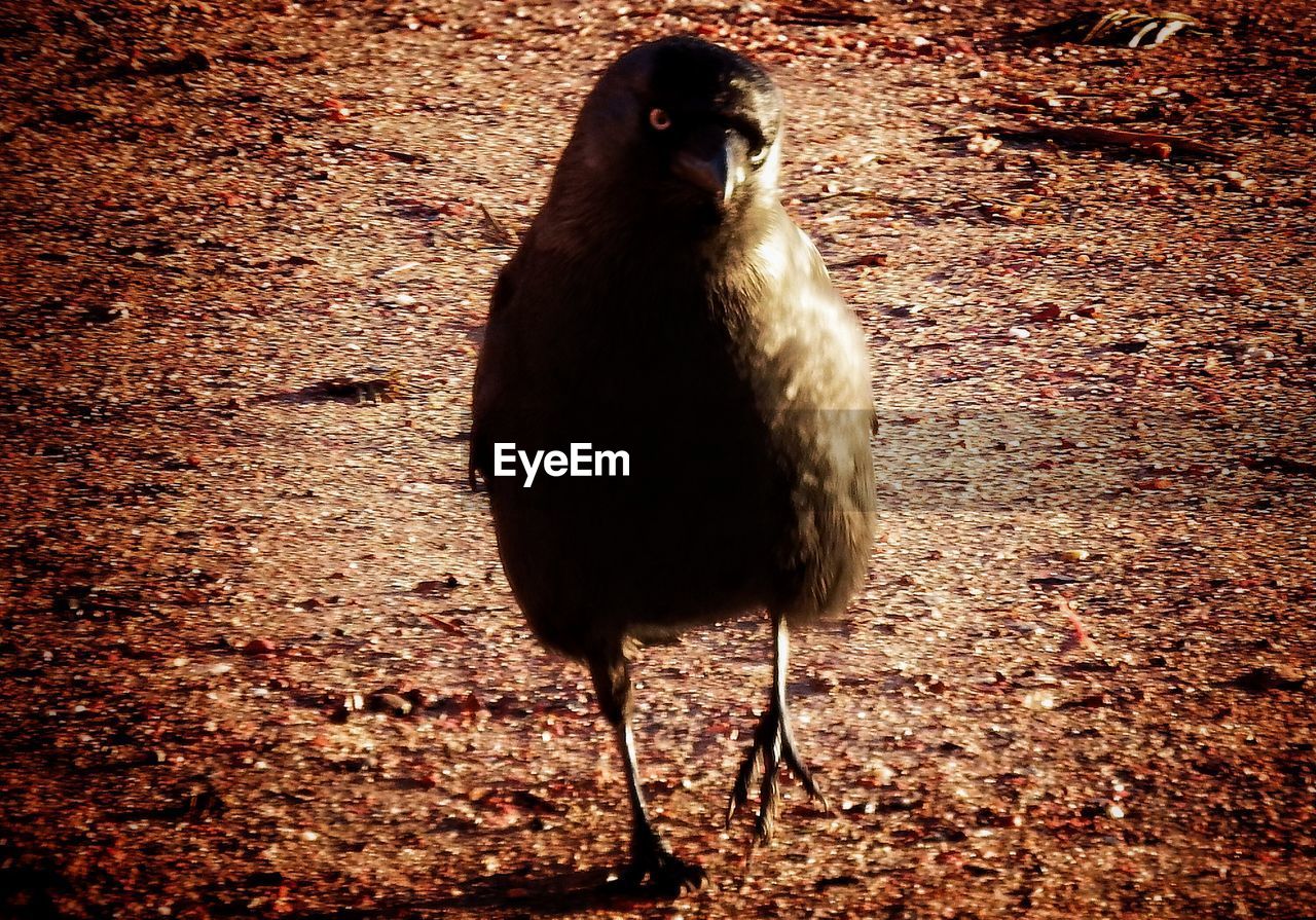 CLOSE-UP OF BIRD ON FIELD