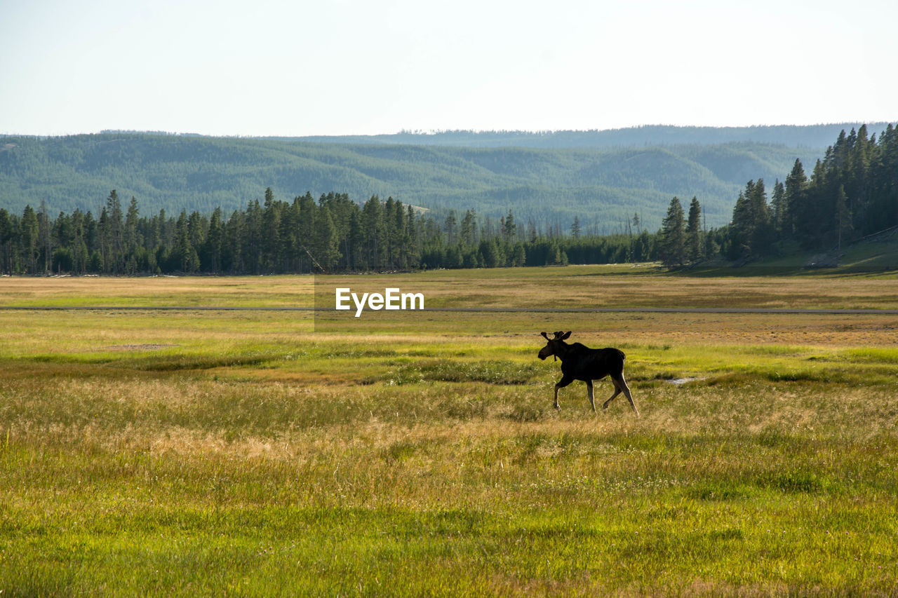 HORSE STANDING ON A FIELD