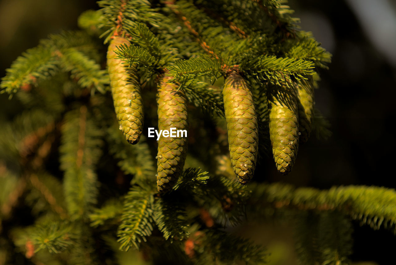 Green cones on the spruce