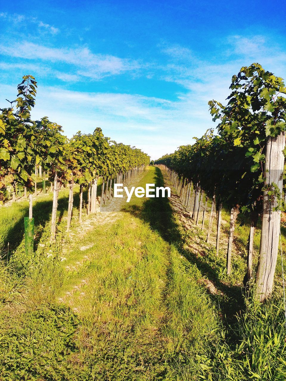 View of vineyard against sky