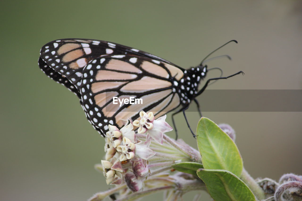 Close-up of butterfly on plant