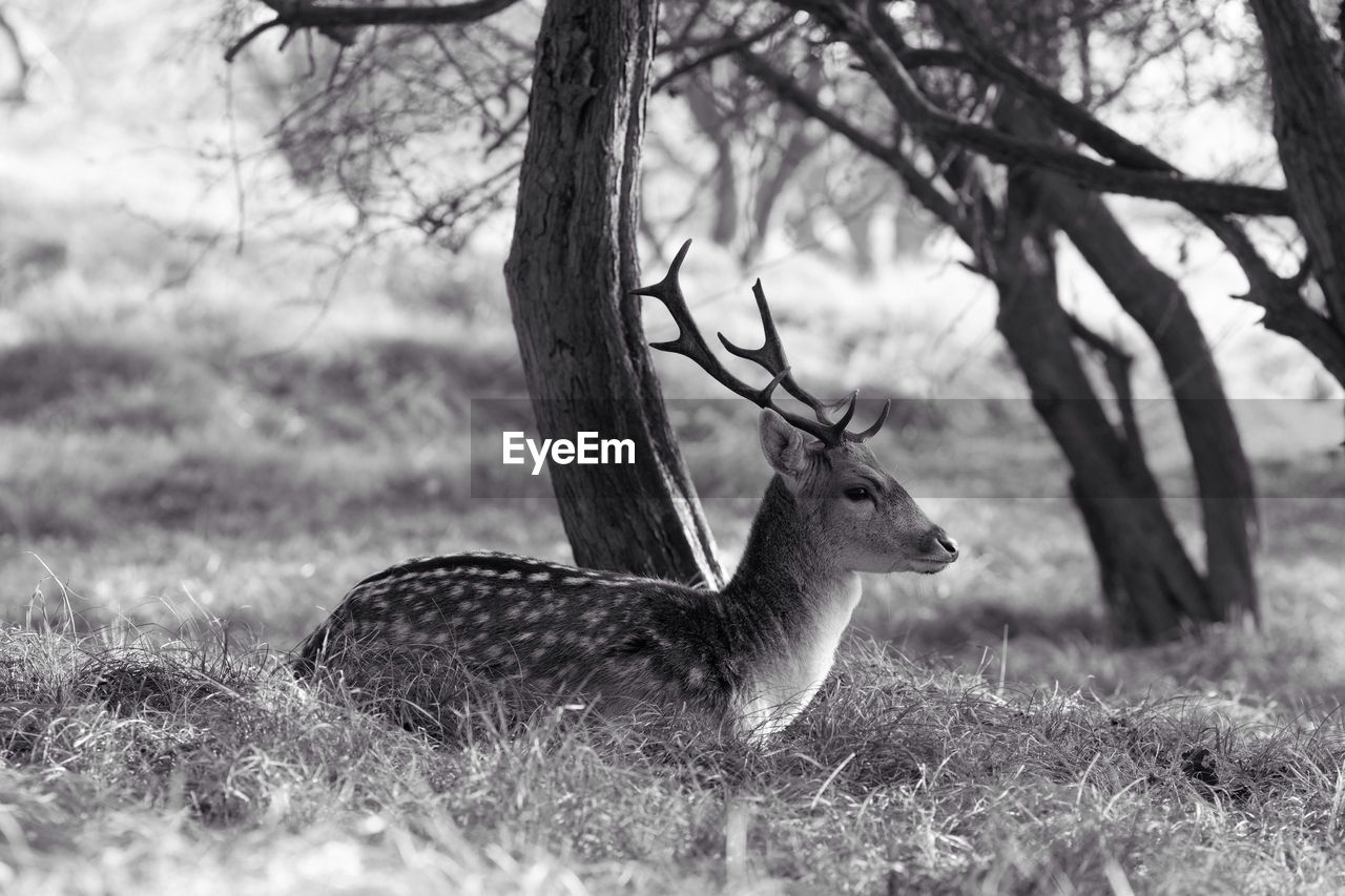 Deer lying on field