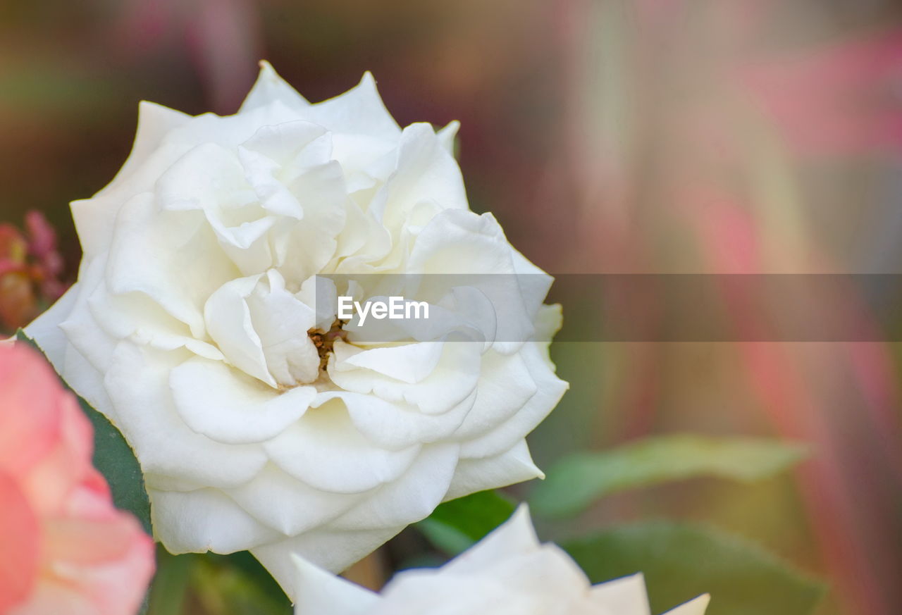 flower, flowering plant, plant, beauty in nature, freshness, petal, close-up, flower head, macro photography, fragility, inflorescence, nature, rose, white, blossom, pink, yellow, no people, focus on foreground, garden roses, springtime, outdoors, growth, leaf, plant part, wedding, selective focus, day