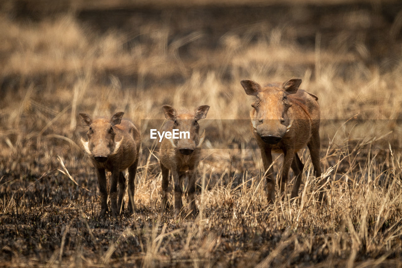Mother stands with two young common warthog
