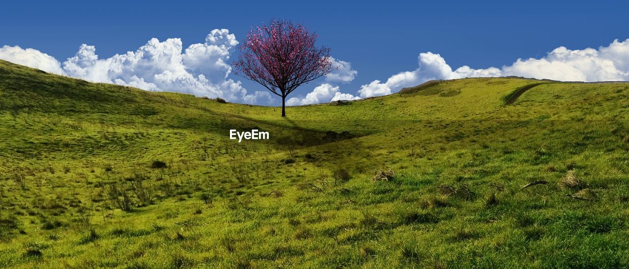 Lone tree on countryside landscape