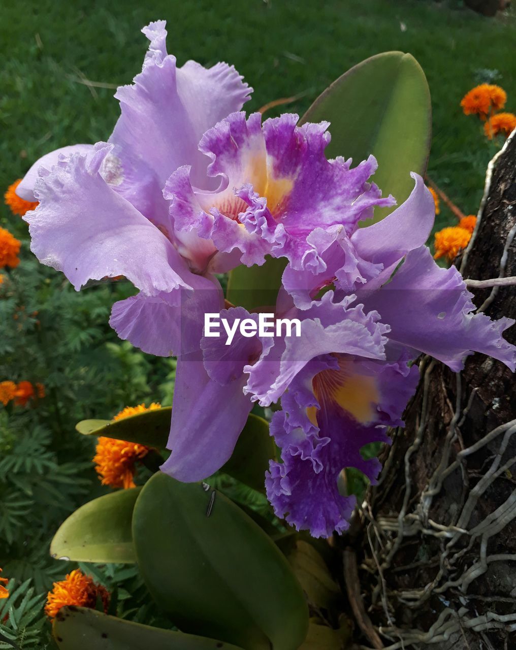 CLOSE-UP OF PURPLE FLOWERS BLOOMING