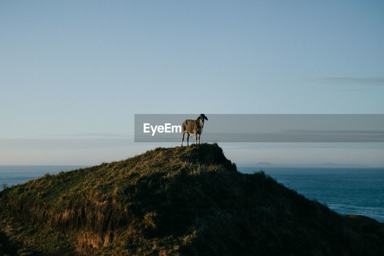 Goat standing on mountain against sky