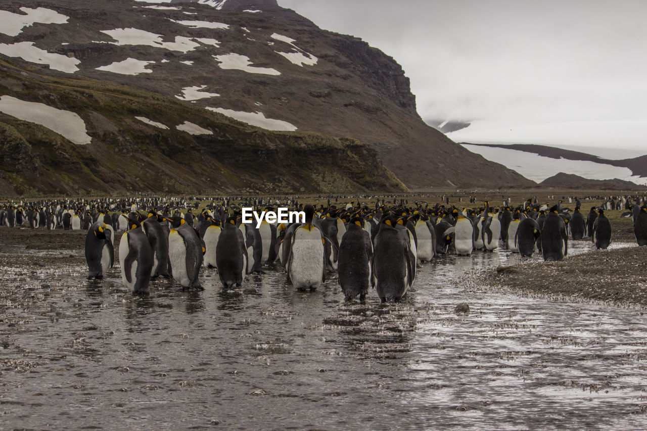 Large group of penguins