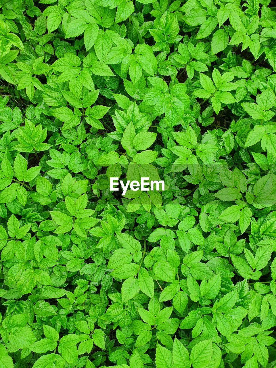 Full frame shot of leaves on field