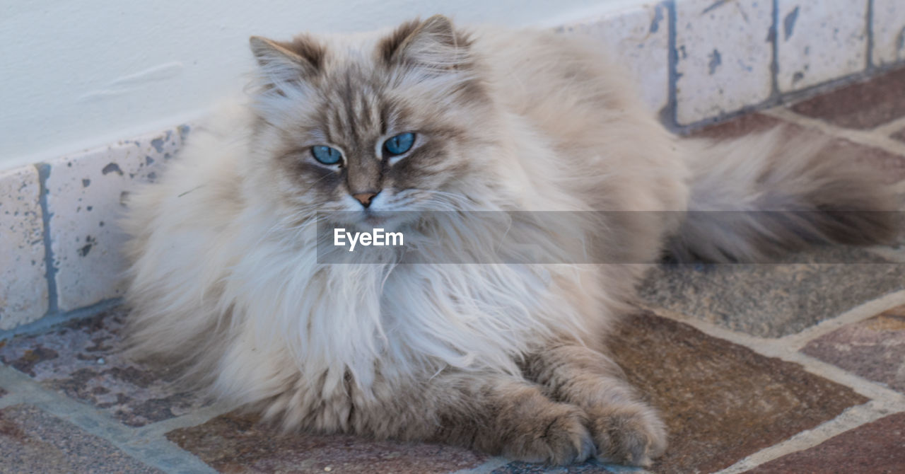 PORTRAIT OF CAT LYING ON FLOOR