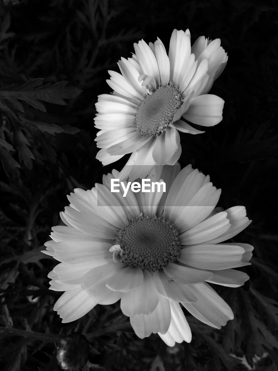 HIGH ANGLE VIEW OF WHITE DAISY