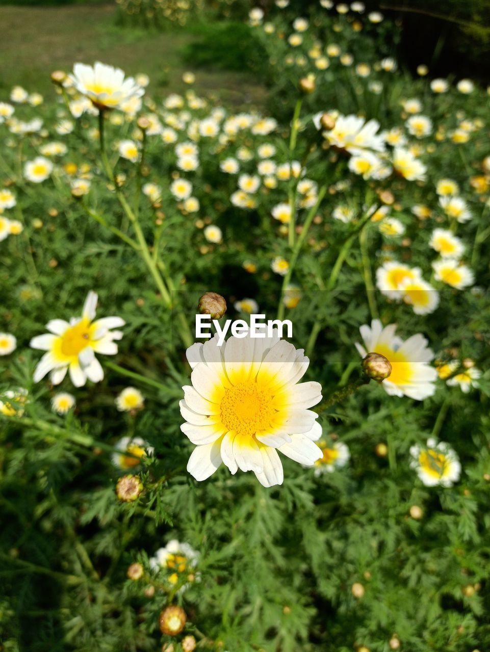 CLOSE-UP OF INSECT POLLINATING ON FLOWER