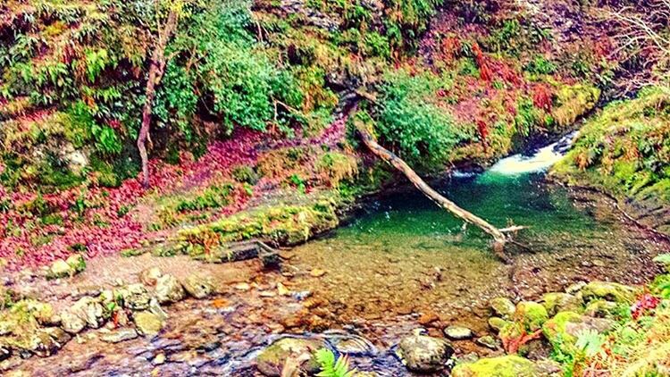 PLANTS BY TREES AGAINST WATER