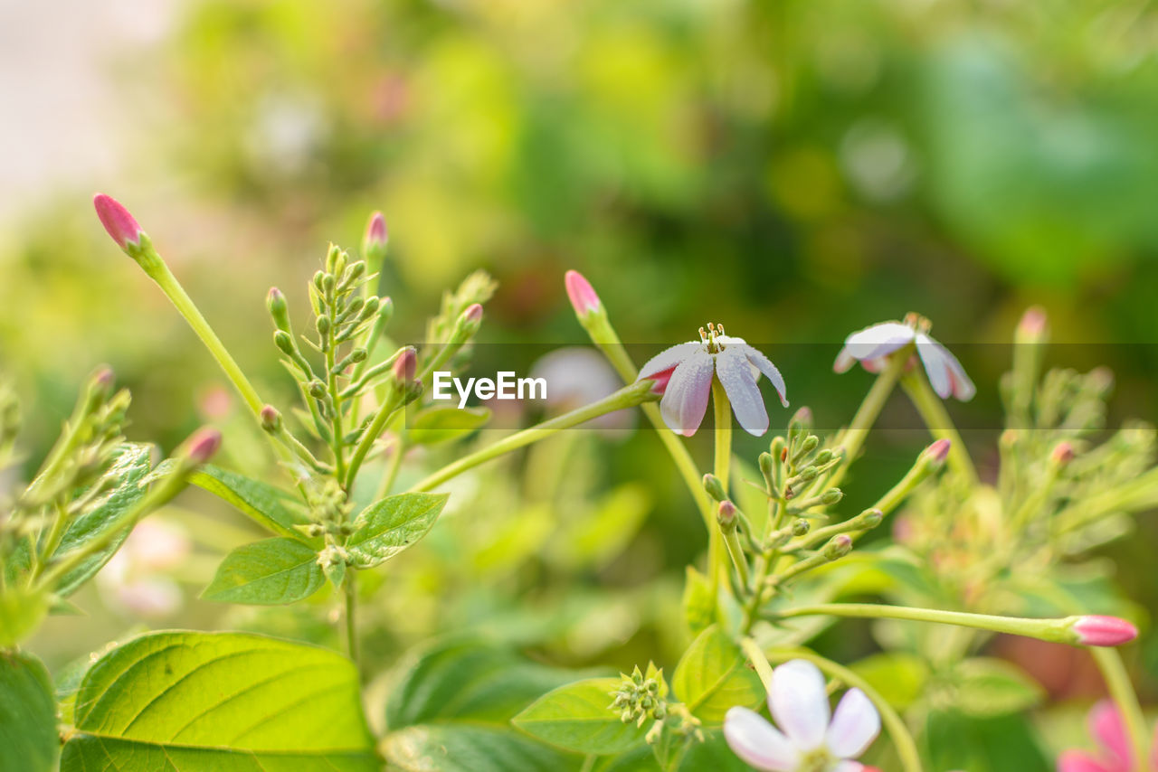 Close-up of flowering plant