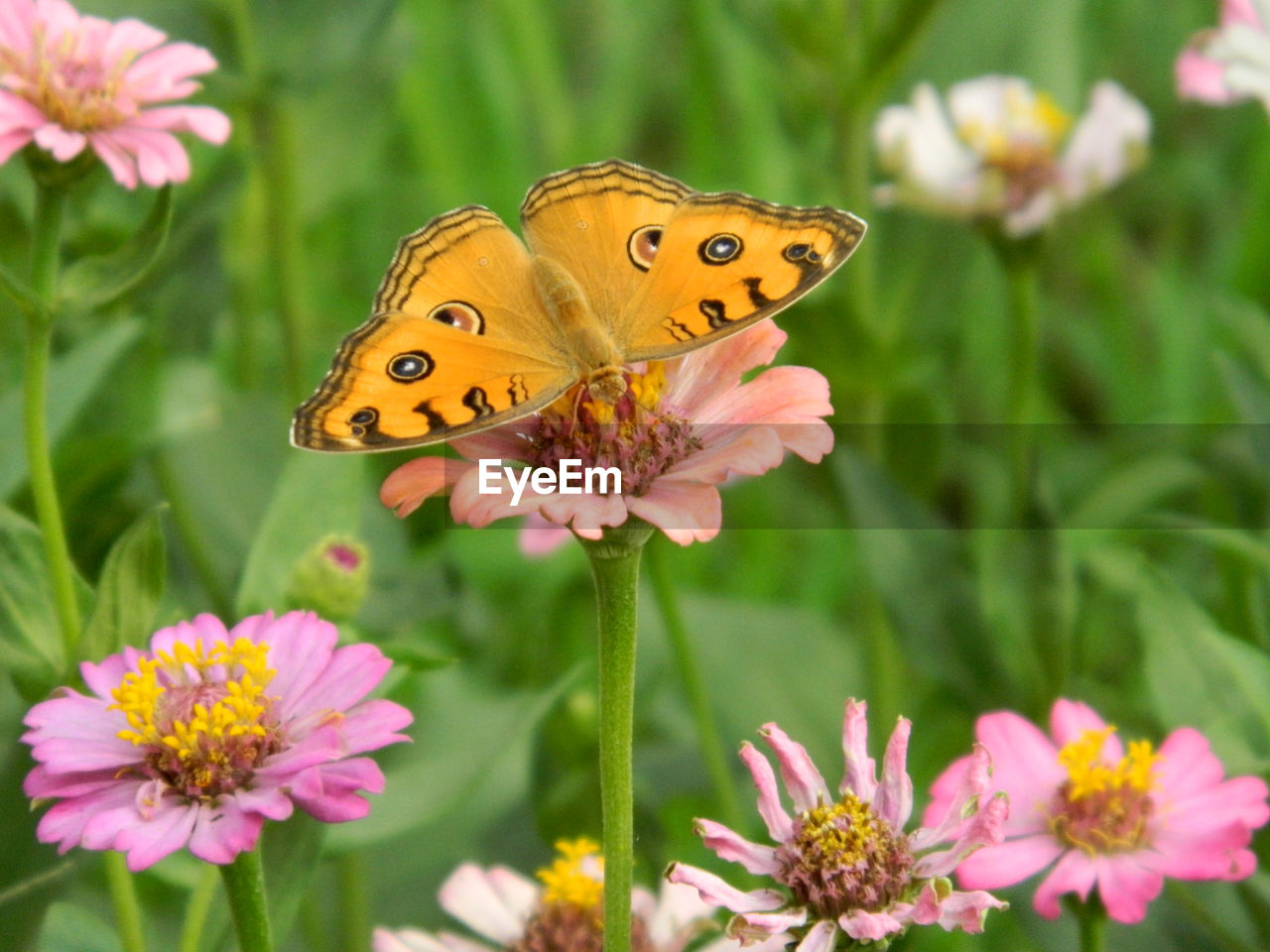 Close-up of butterfly on pink flower