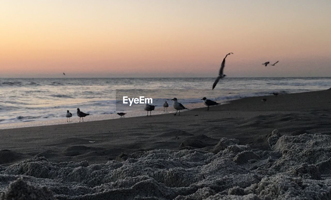 BIRDS FLYING OVER BEACH AGAINST CLEAR SKY DURING SUNSET