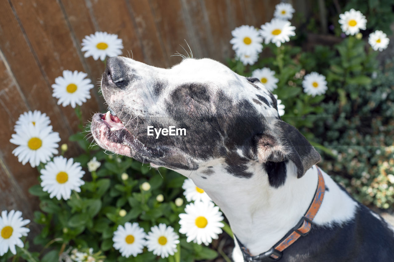 Dog making funny face about to sneeze next to spring flowers.